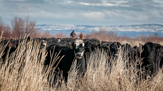 December 2, 2025 - Silver Legacy Casino Resort | Reno, NV