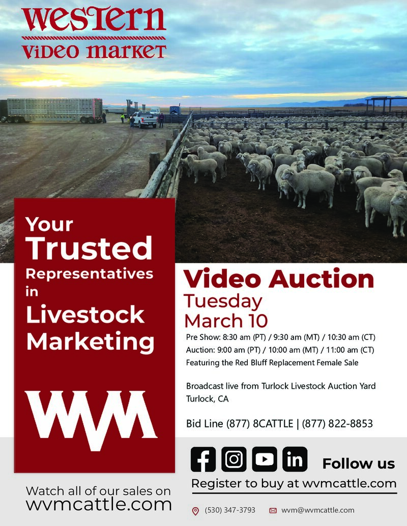 March 10, 2026 - Turlock Livestock Auction Yard | Turlock, CA